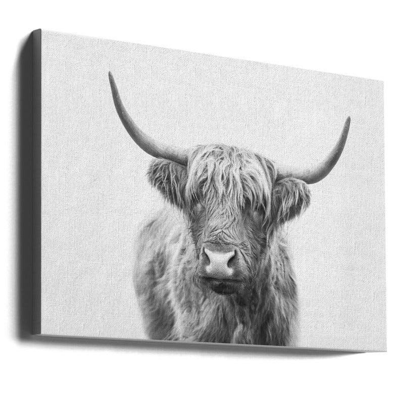 Cuadro "Highland Bull"