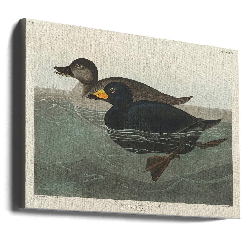 Cuadro "American Scoter Duck From Birds of America (1827)"