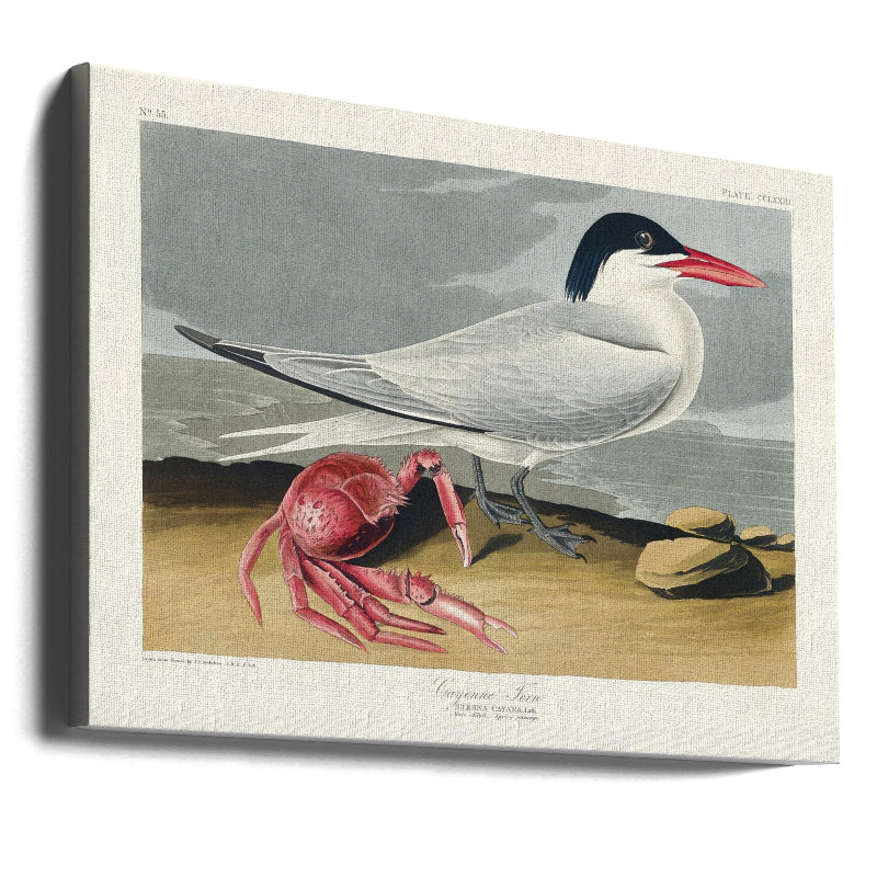 Cuadro "Cayenne Tern From Birds of America (1827)"