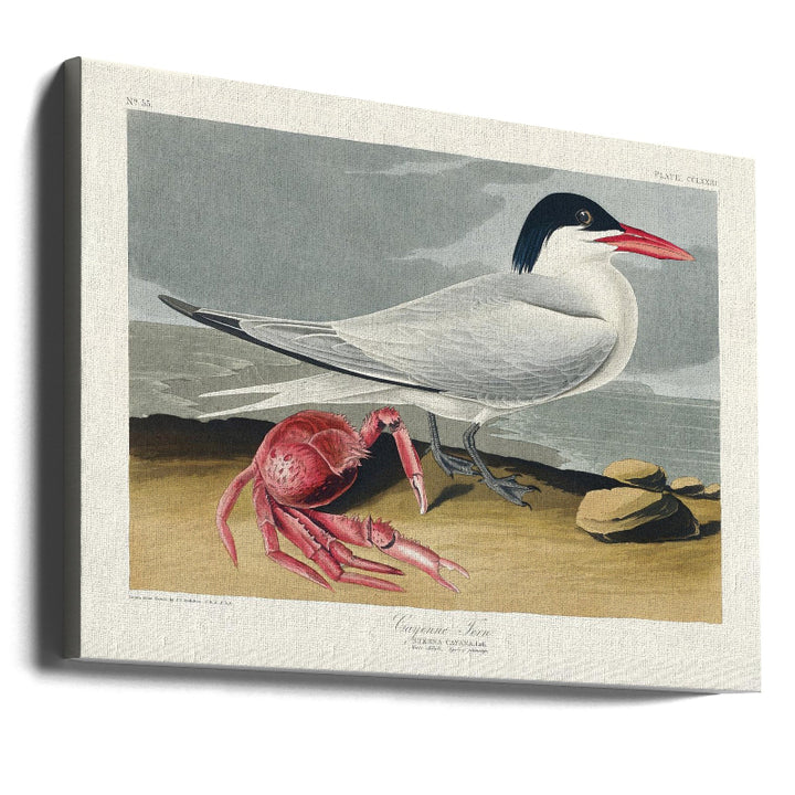 Cuadro "Cayenne Tern From Birds of America (1827)"