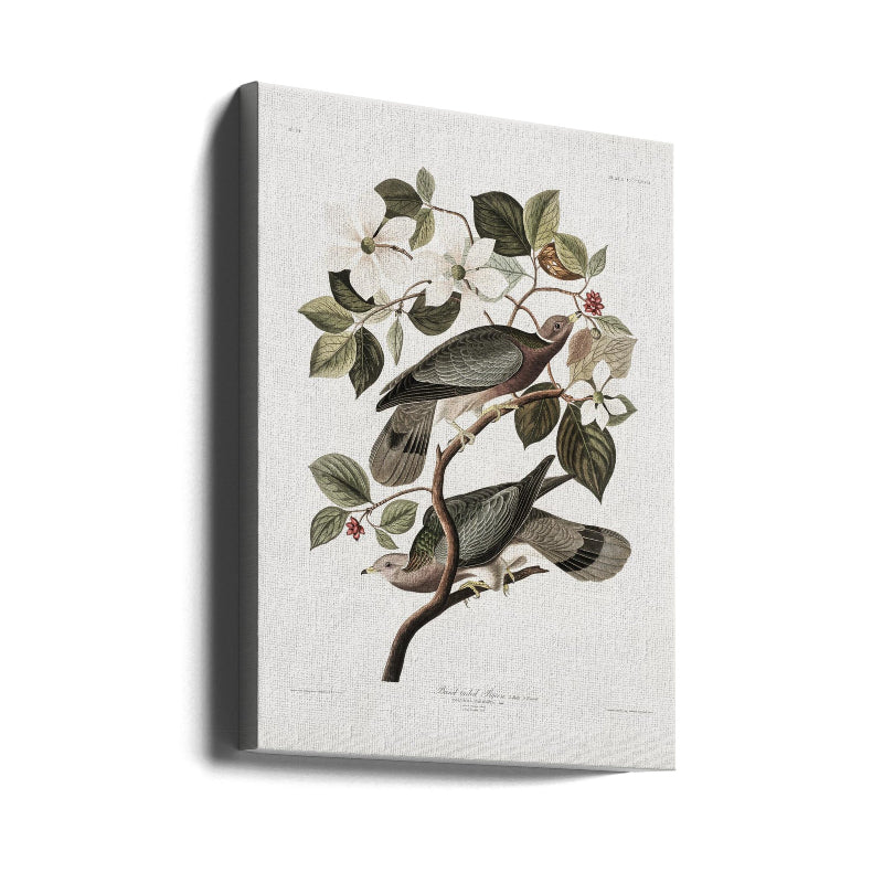 Cuadro "Brand Tailed Pigeon From Birds Of America (1827)"
