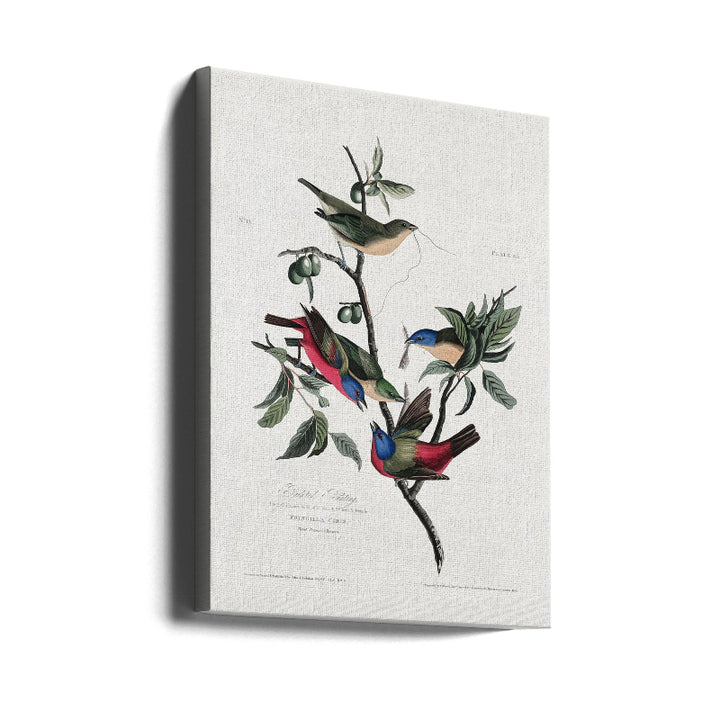 Cuadro "Painted Finch From Birds of America (1827)"