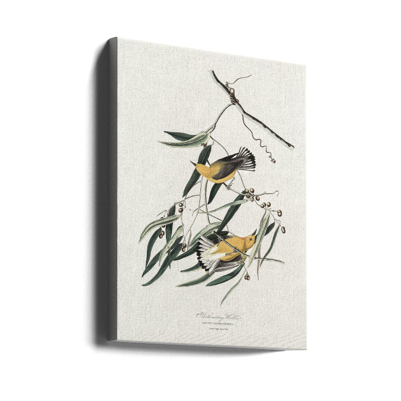 Cuadro "Prothonotary Warbler From Birds of America (1827)"