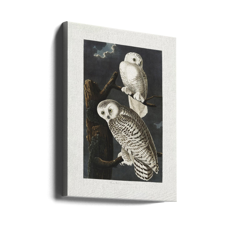 Cuadro "Snowy Owl From Birds of America (1827)"