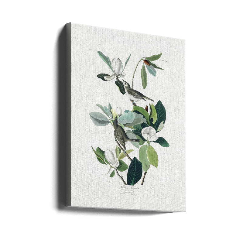 Cuadro "Warbling Flycatcher From Birds of America (1827)"