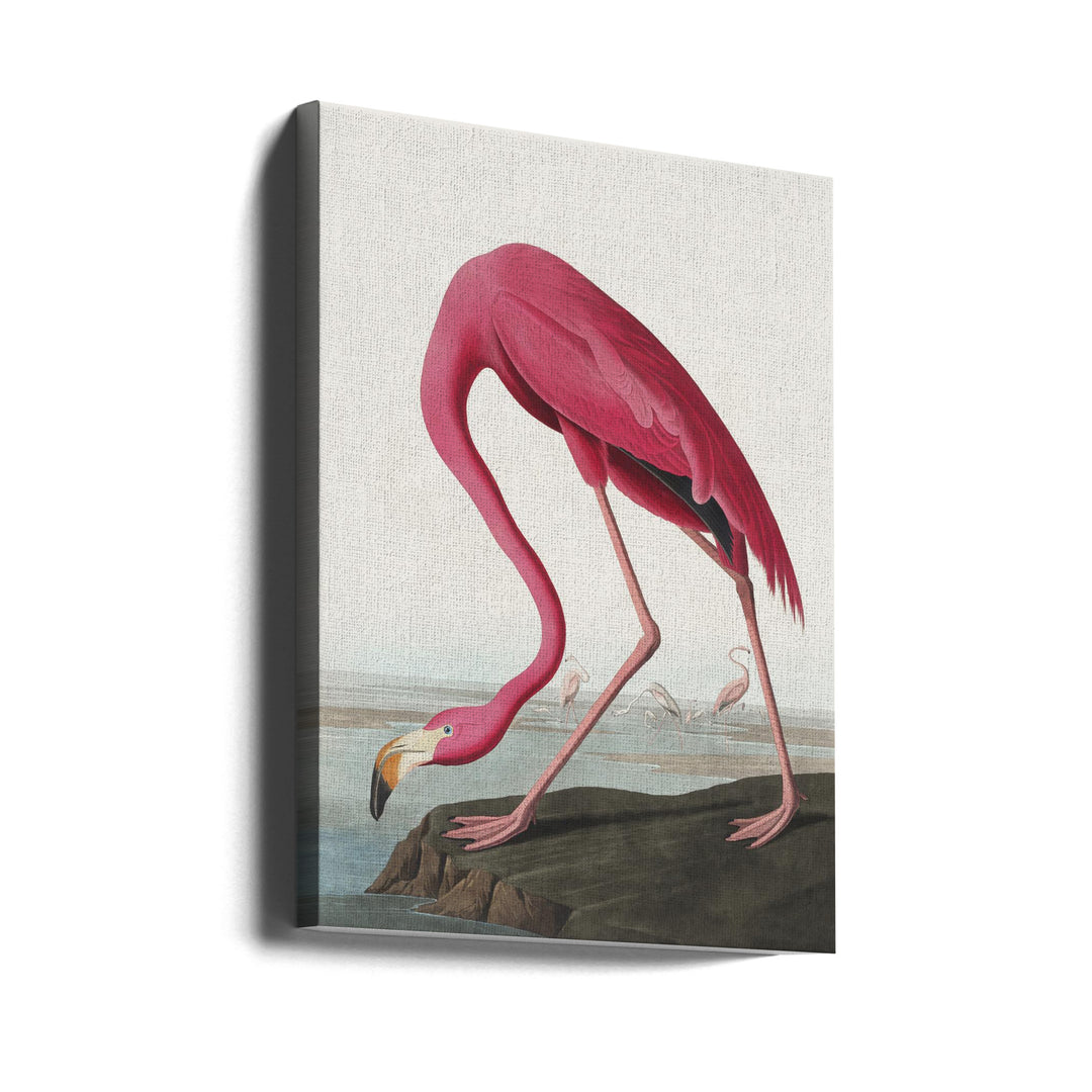 Cuadro "Pink Flamingo From Birds of America (1827)"