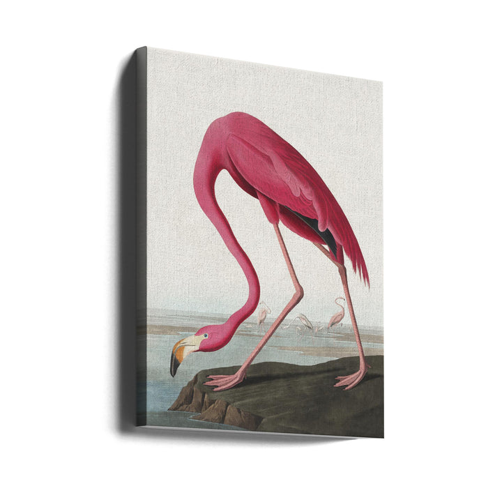 Cuadro "Pink Flamingo From Birds of America (1827)"