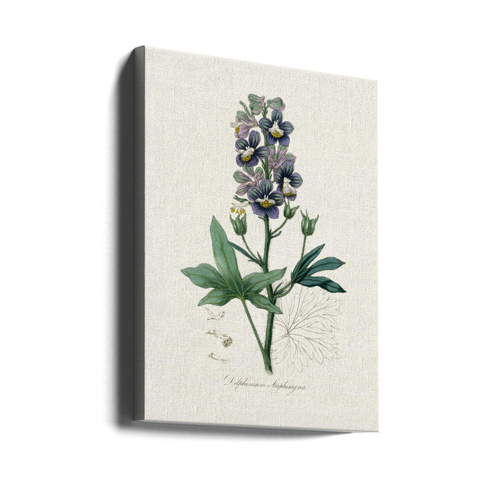 Cuadro "Delphinum Staphisagria Medical Botany"