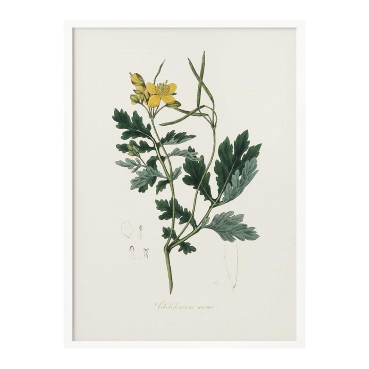 Greater Celandine (chelidonium Majus) Medical Botany Art print