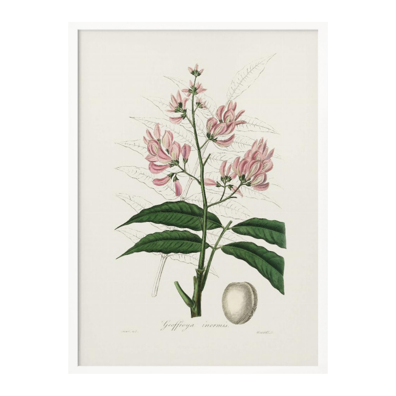 Geoffroya Inermis Medical Botany Art print