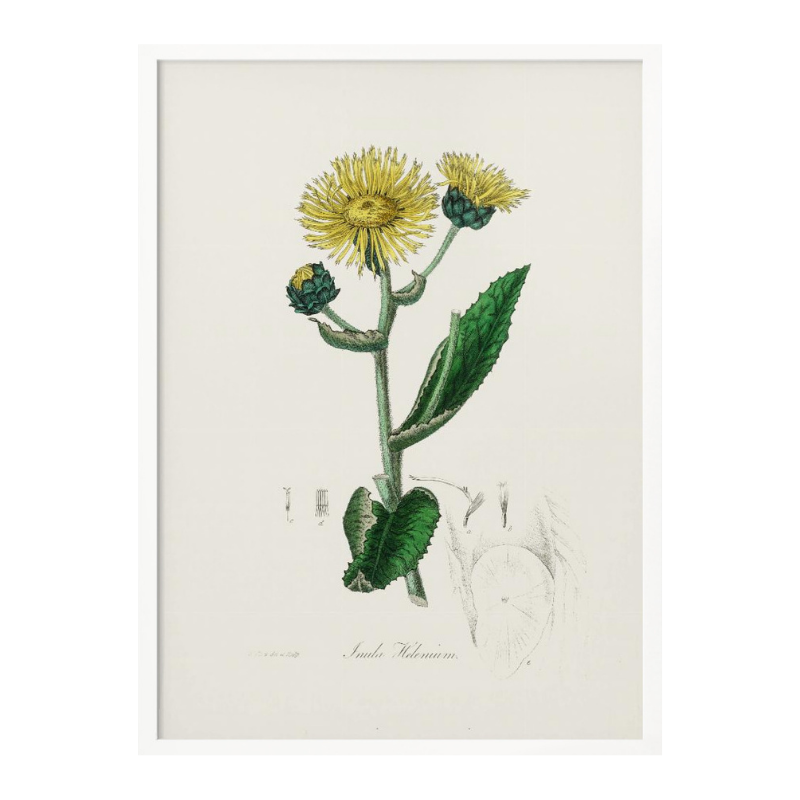 Elecampane (inula Helenium) Medical Botany Art print