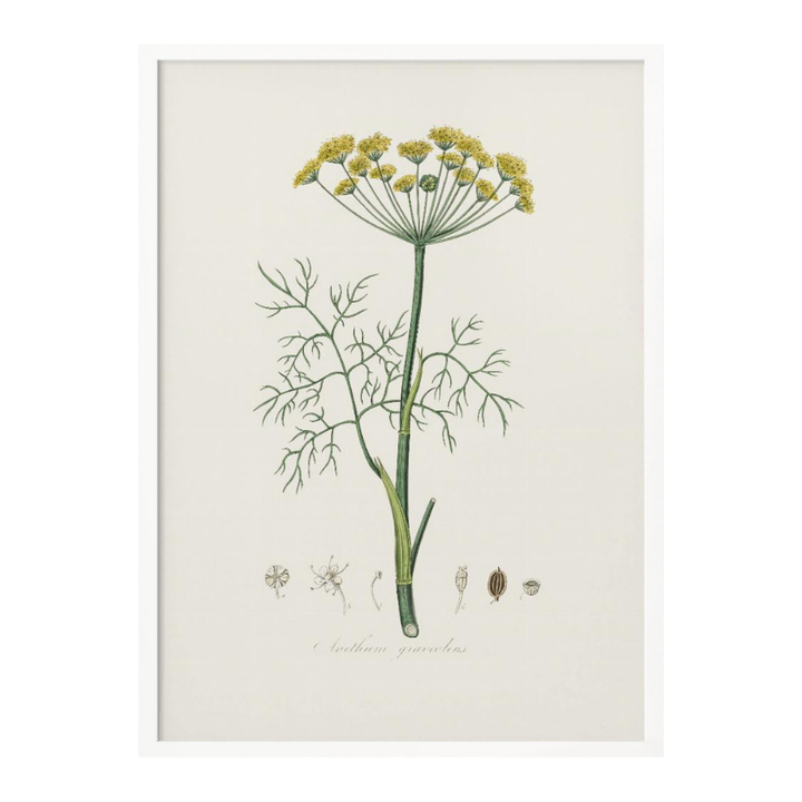 Dill (anethum Graveolens)  Medical Botany Art print