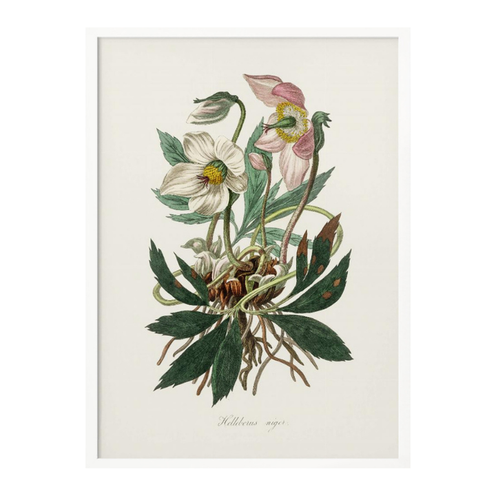 Christmas Rose (helleborus Niger)  Medical Botany Art Print