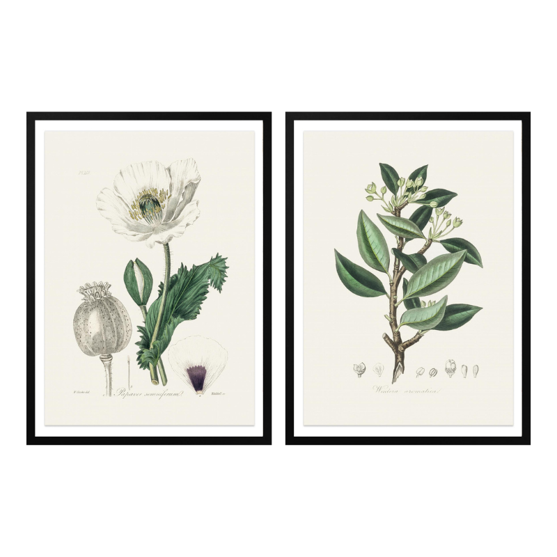 Set "Arte Herbarium III" Art Prints