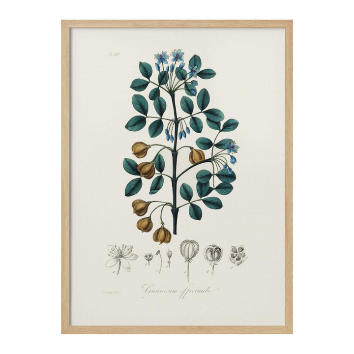 Guaiacwood (guaiacum Officinale) Medical Botany Art Print