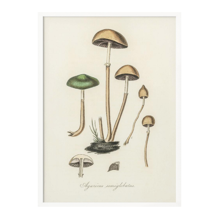 Agaricus Semiglobatus Art Print