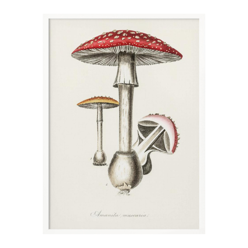 Amanita Muscaria Art Print