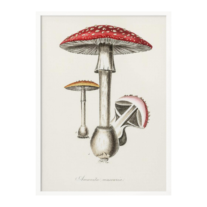 Amanita Muscaria Art Print