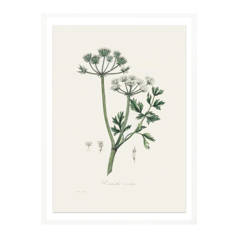 Water Dropwort (onanthe Grocata) Medical Botany Art print