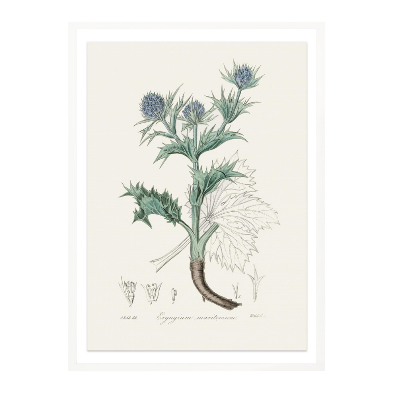 The Sea Holly (eryngium Mmaritimum) Medical Botany Art print