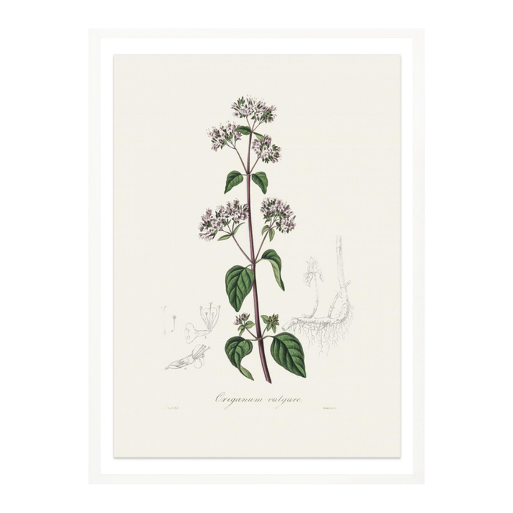 Oregano (origanum Vulgare) Medical Botany Art print