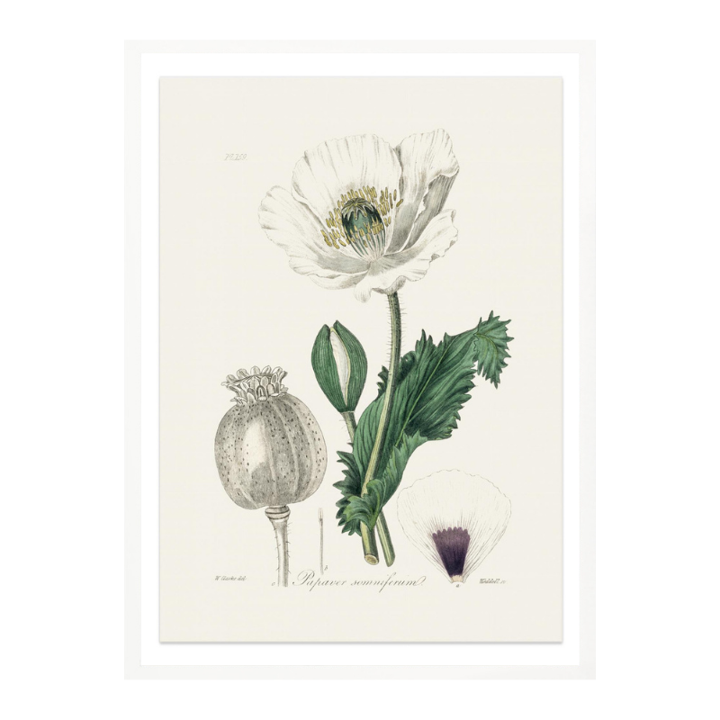 Opium Poppy (papaver Somniferum) Medical Botany Art print