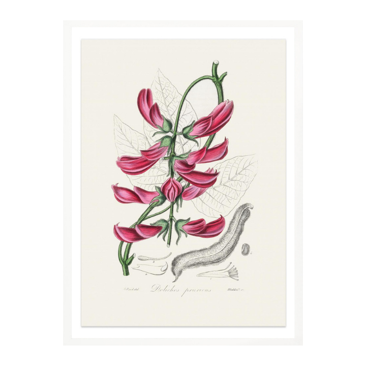 Mucuna Pruriens (dolichos Pruriens) Medical Botany Art print