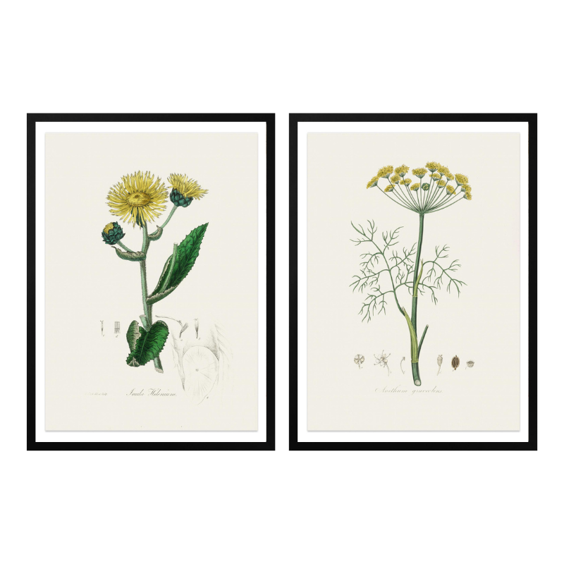 Set "Arte Herbarium II" Art Prints