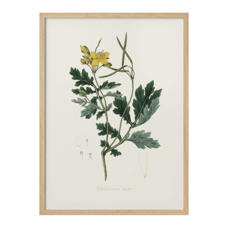 Greater Celandine (chelidonium Majus) Medical Botany Art print