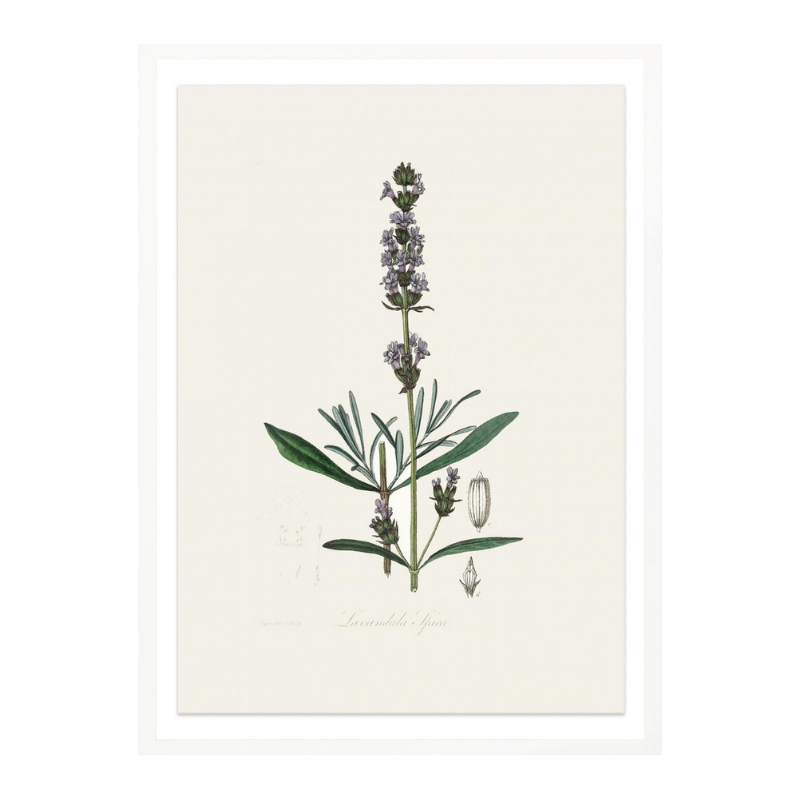 Lavender (lavandula Ipica) Medical Botany Art print