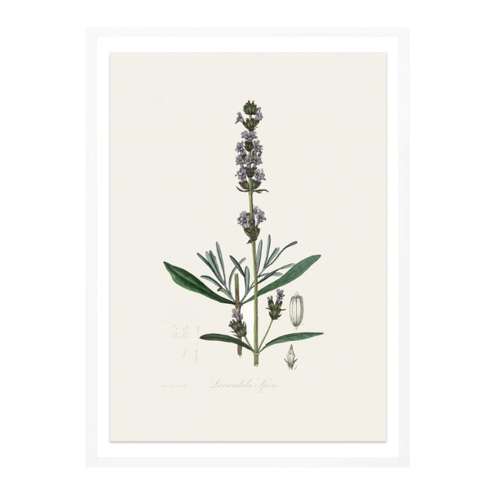 Lavender (lavandula Ipica) Medical Botany Art print