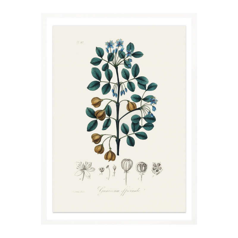 Guaiacwood (guaiacum Officinale) Medical Botany Art Print