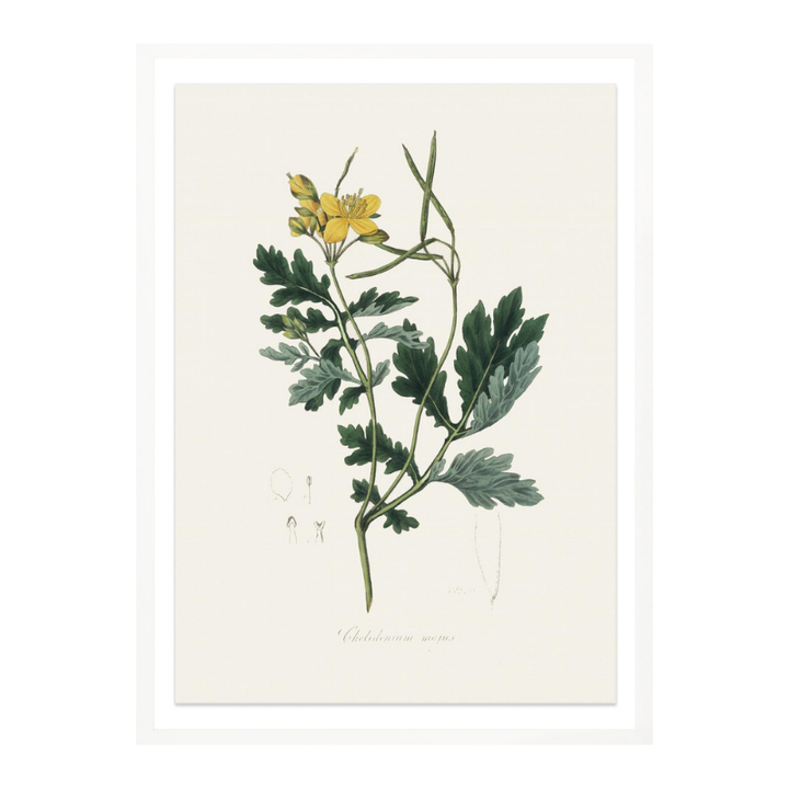 Greater Celandine (chelidonium Majus) Medical Botany Art print