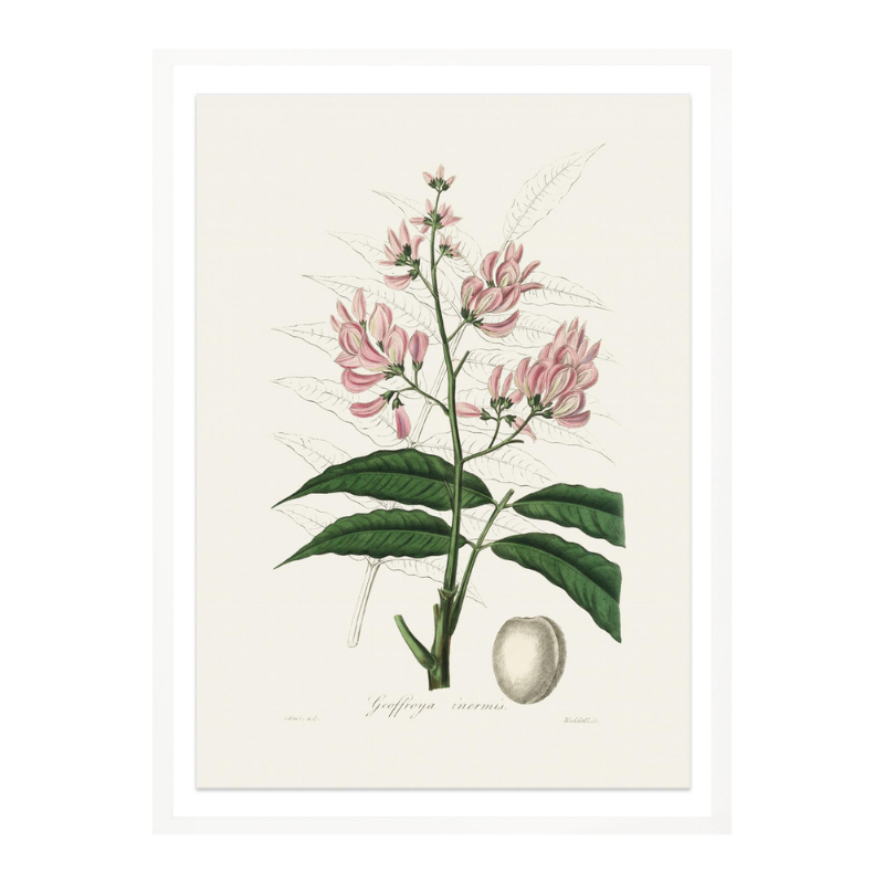 Geoffroya Inermis Medical Botany Art print