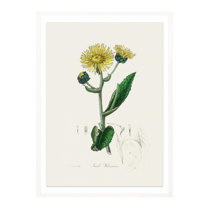 Elecampane (inula Helenium) Medical Botany Art print