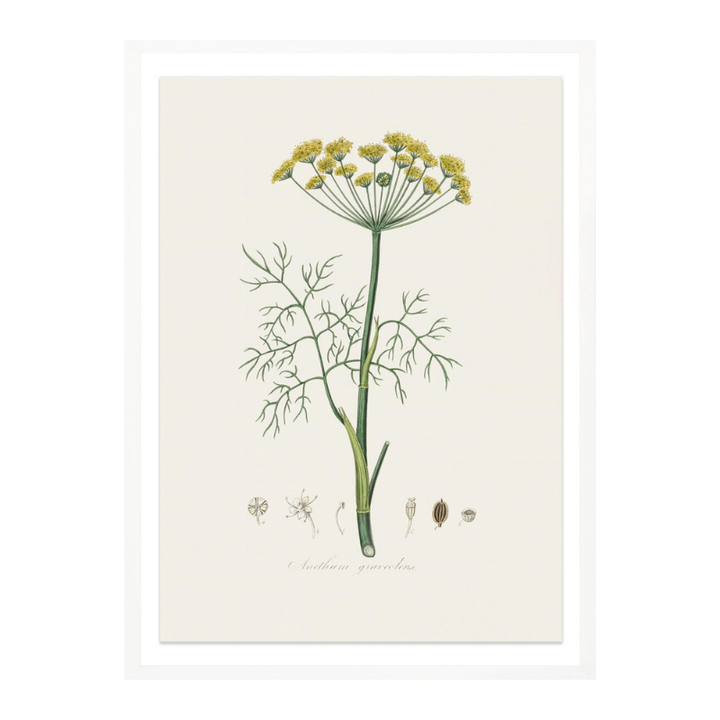 Dill (anethum Graveolens)  Medical Botany Art print