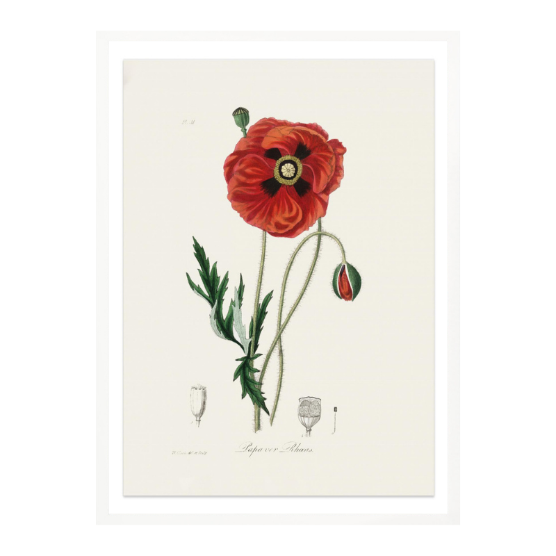 Common Poppy (papaver Rhoeas) Medical Botany Art Print