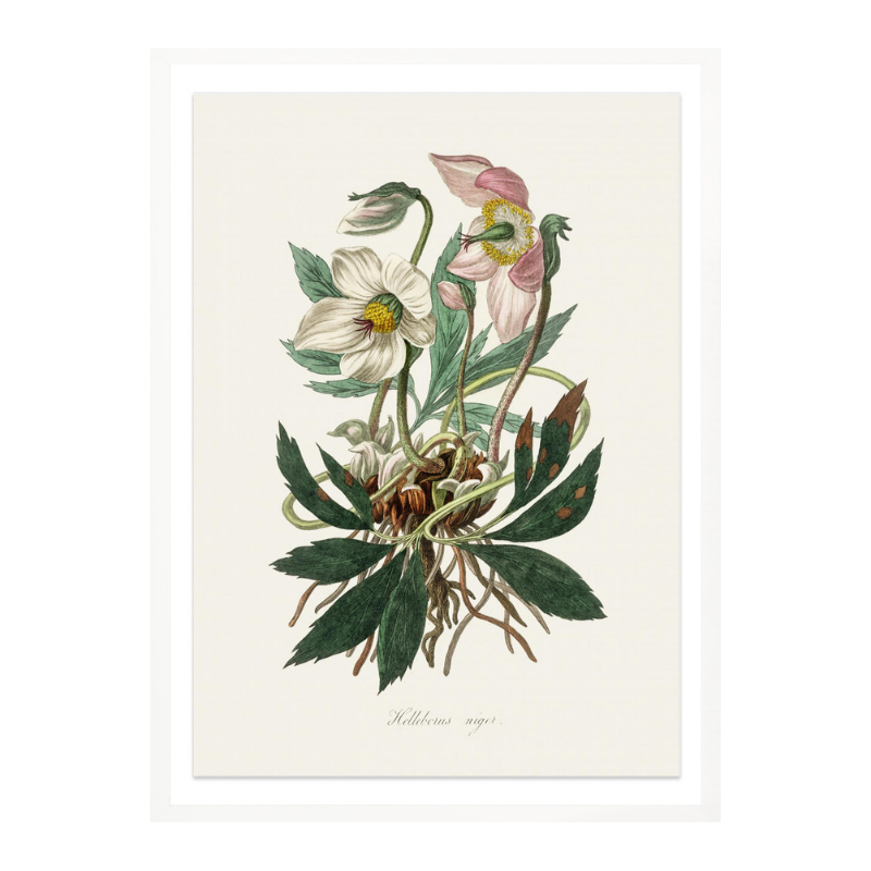 Christmas Rose (helleborus Niger)  Medical Botany Art Print