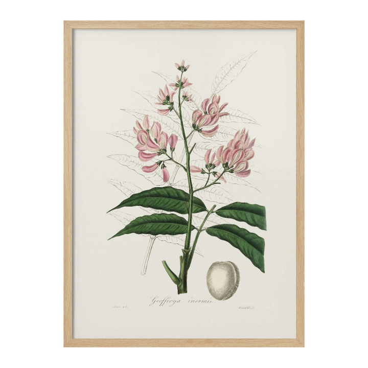 Geoffroya Inermis Medical Botany Art print