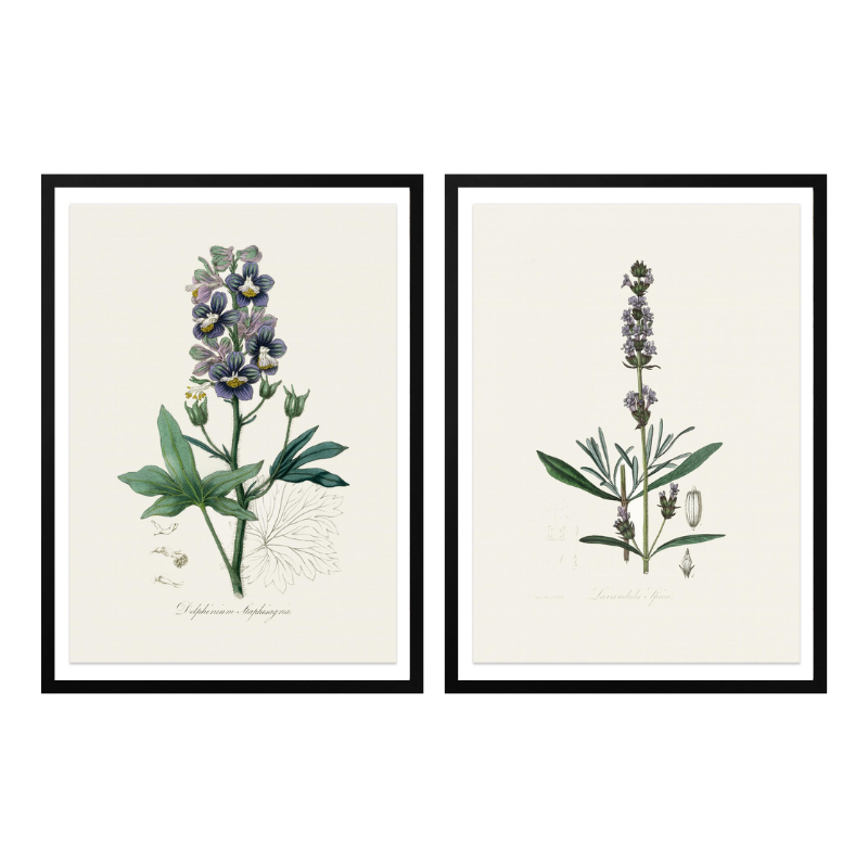 Set "Arte Herbarium I" Art Prints