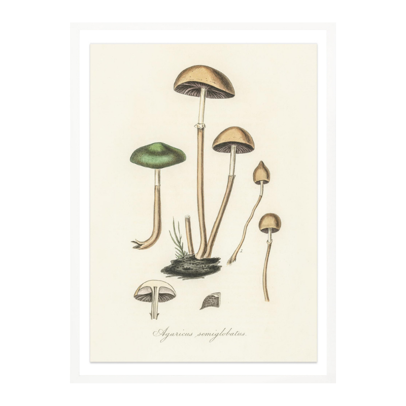 Agaricus Semiglobatus Art Print