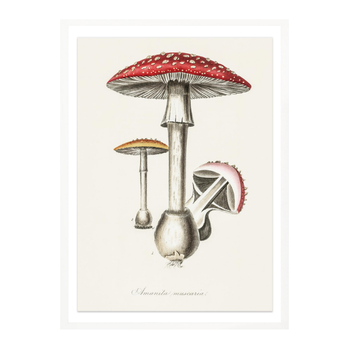 Amanita Muscaria Art Print