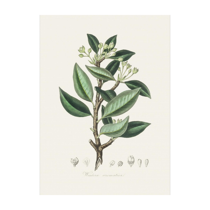 Wintera Aromatica Medical Botany Art print