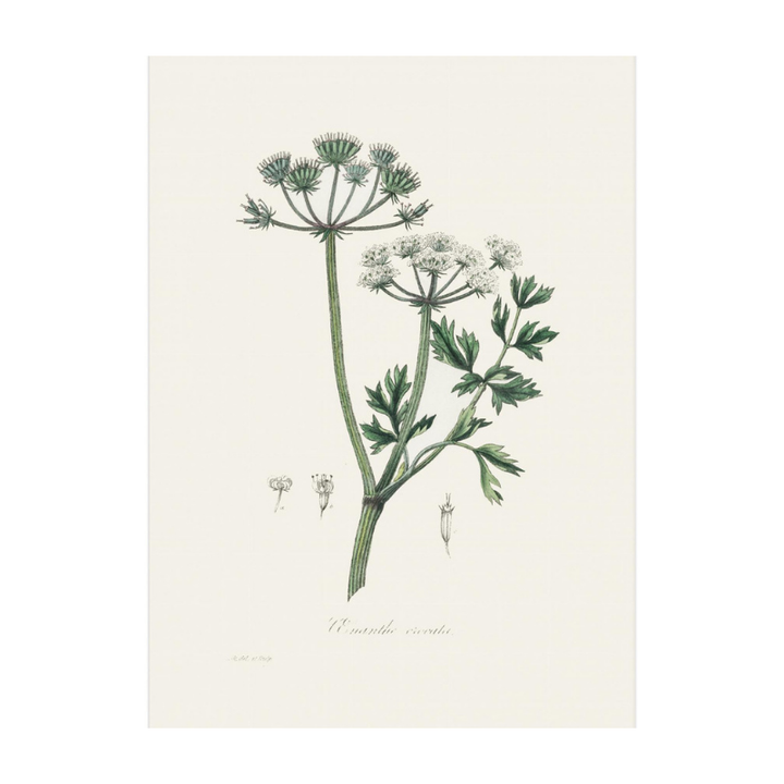 Water Dropwort (onanthe Grocata) Medical Botany Art print