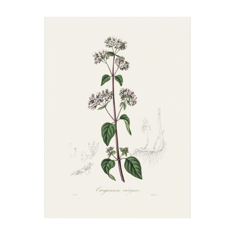 Oregano (origanum Vulgare) Medical Botany Art print