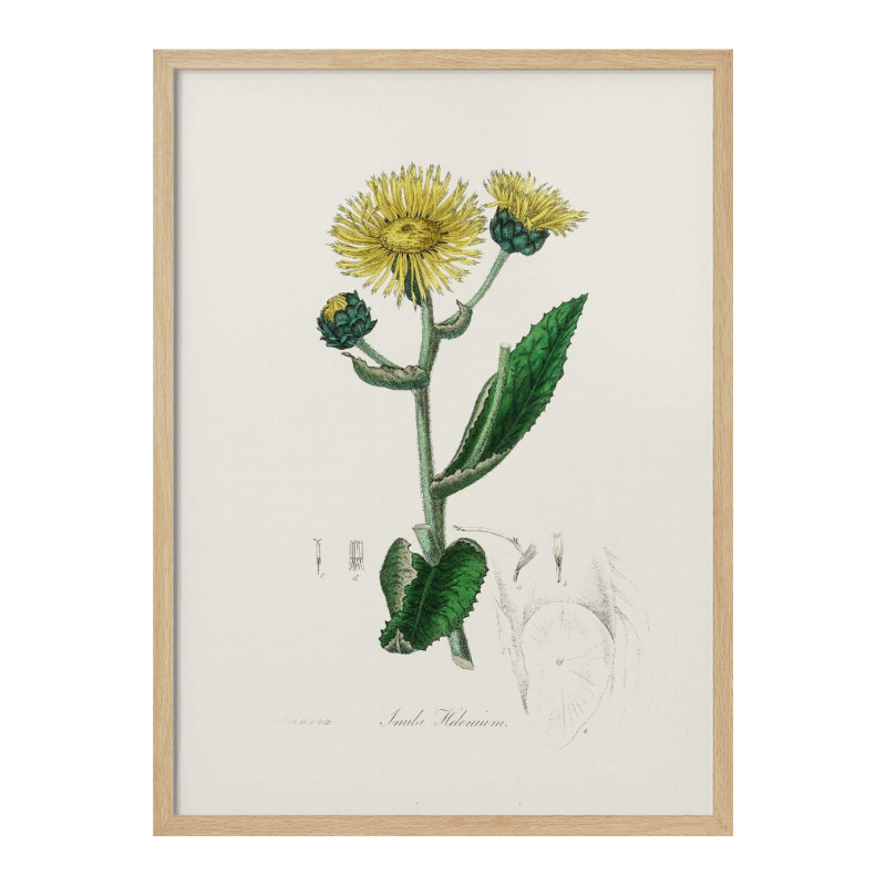 Elecampane (inula Helenium) Medical Botany Art print