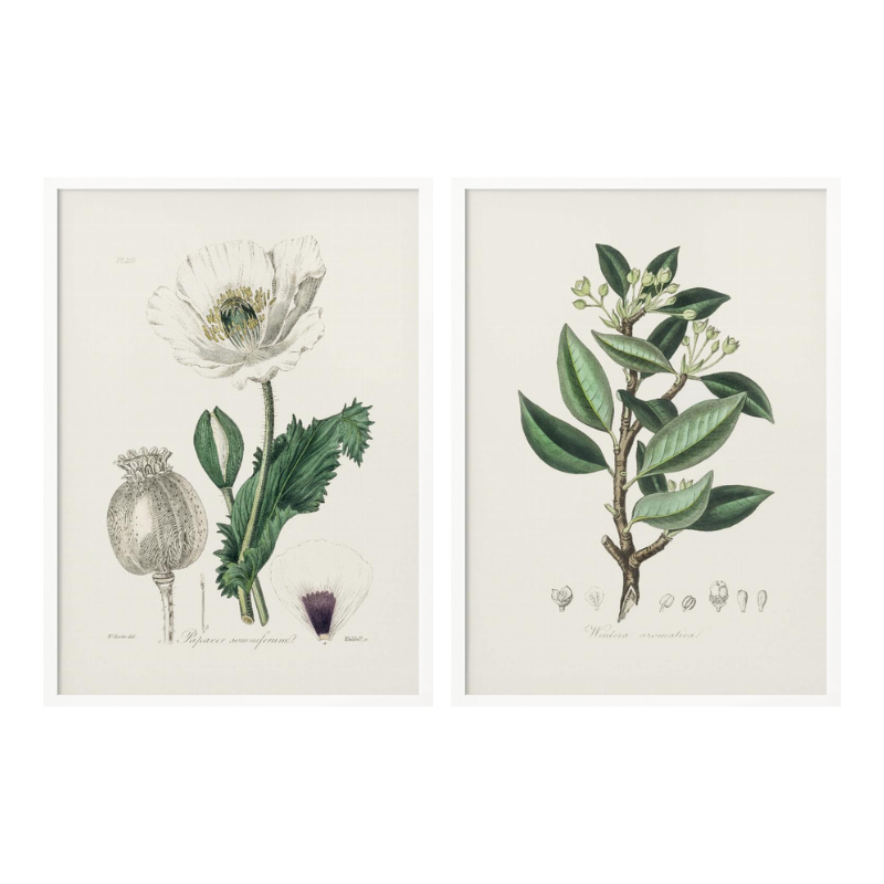 Set "Arte Herbarium III" Art Prints