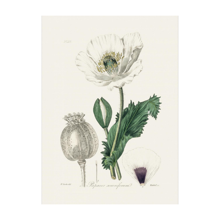 Opium Poppy (papaver Somniferum) Medical Botany Art print