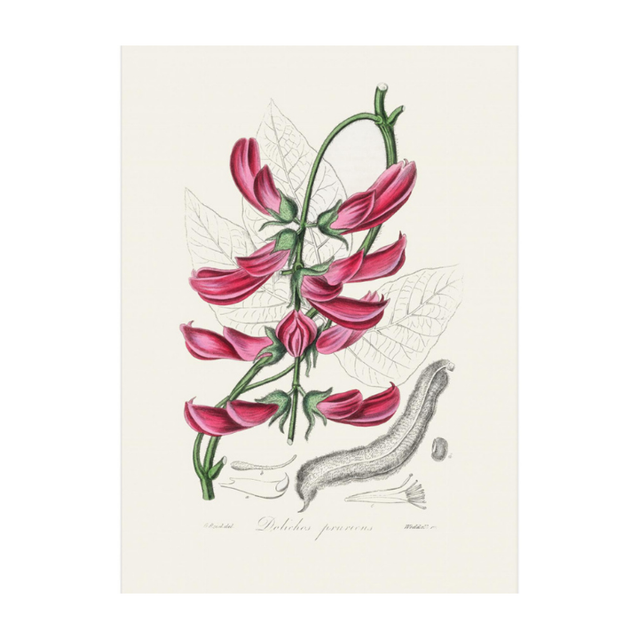 Mucuna Pruriens (dolichos Pruriens) Medical Botany Art print