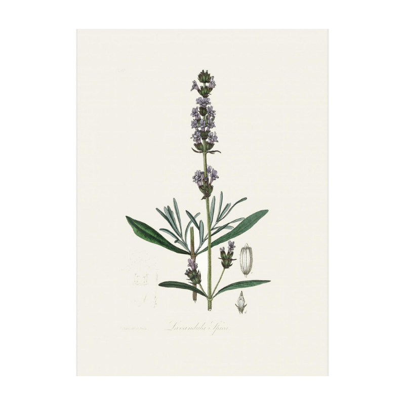 Lavender (lavandula Ipica) Medical Botany Art print